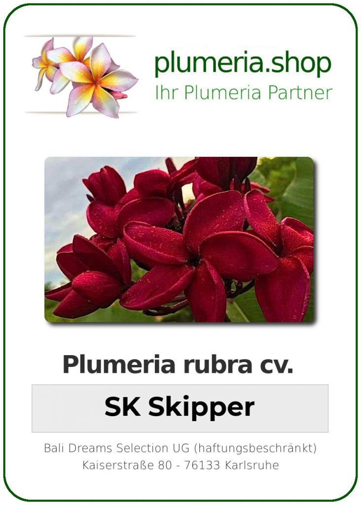 Plumeria rubra "SK Skipper"