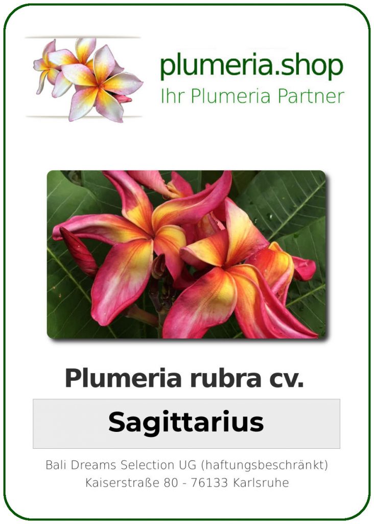 Plumeria rubra "Sagittarius"