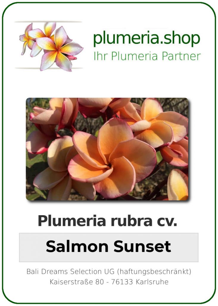 Plumeria rubra "Salmon Sunset"