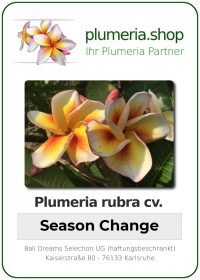 Plumeria rubra - "Season Change"