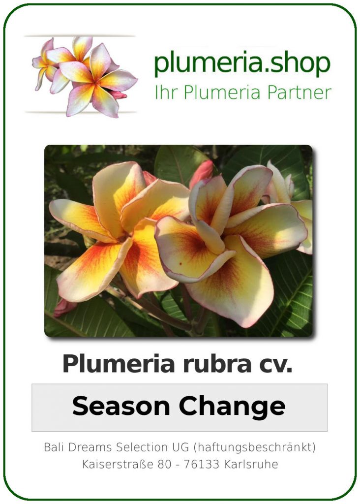 Plumeria rubra "Season Change"