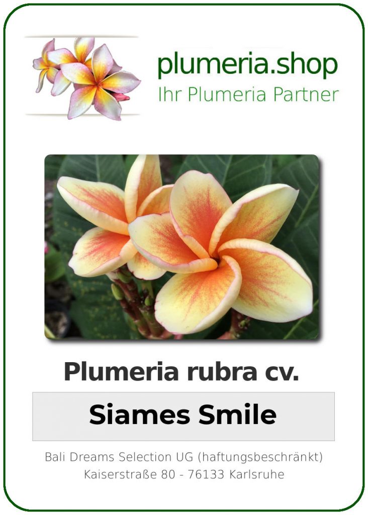 Plumeria rubra "Siames Smile"