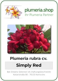 Plumeria rubra - &quot;Simply Red&quot;