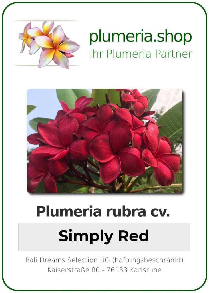 Plumeria rubra "Simply Red"
