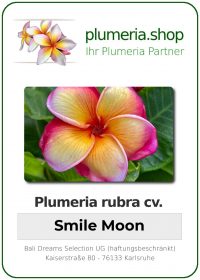 Plumeria rubra - &quot;Smile Moon&quot;
