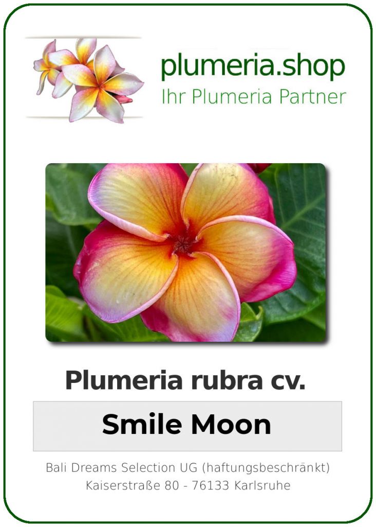 Plumeria rubra "Smile Moon"