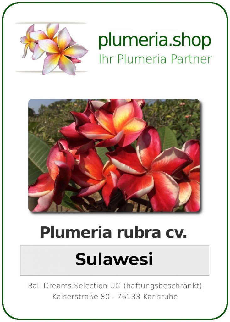 Plumeria rubra "Sulawesi"