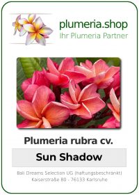 Plumeria rubra - "Sun Shadow"