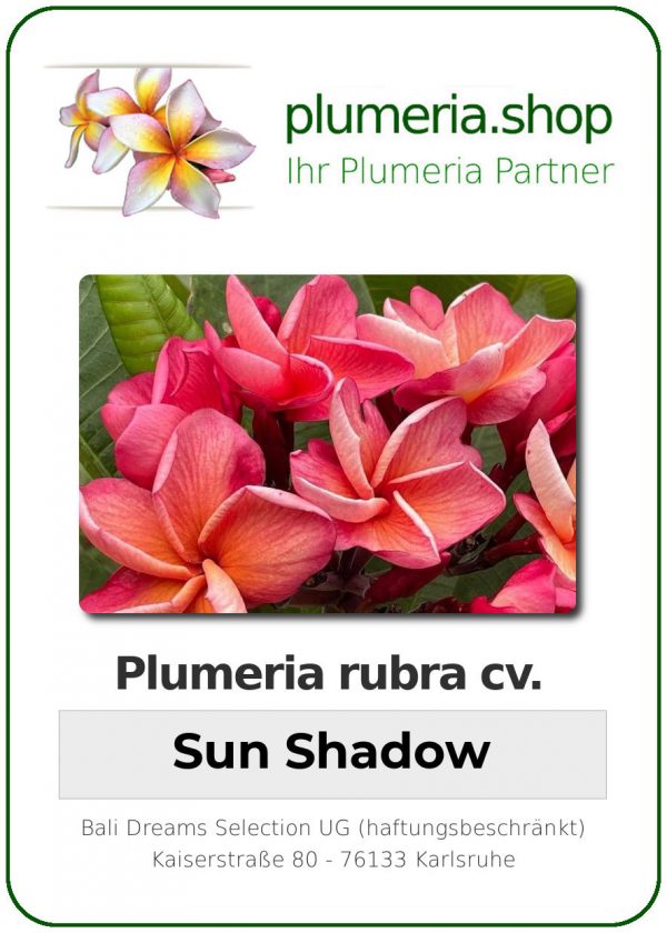 Plumeria rubra - "Sun Shadow"
