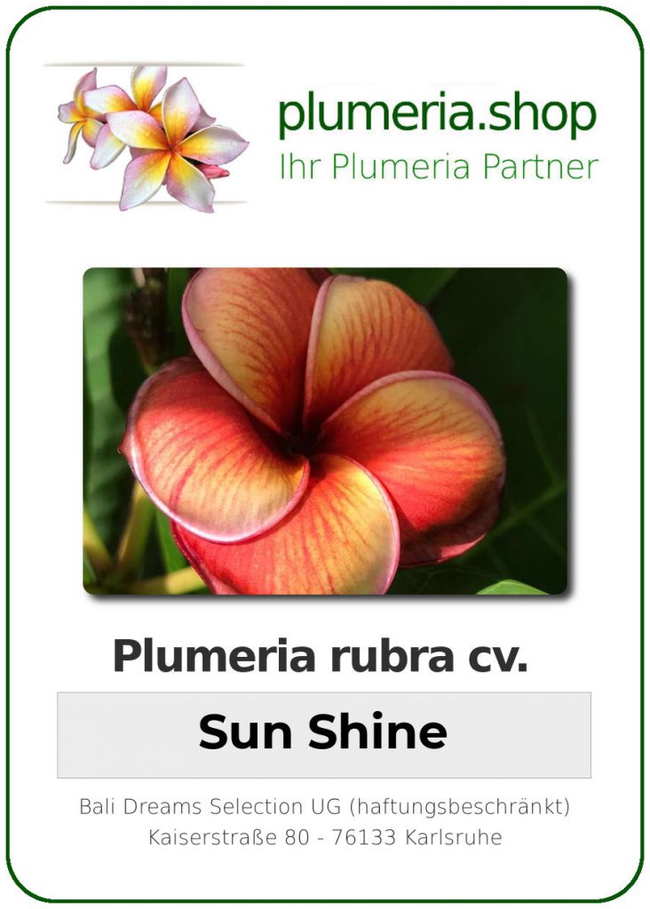 Plumeria rubra "Sun Shine"