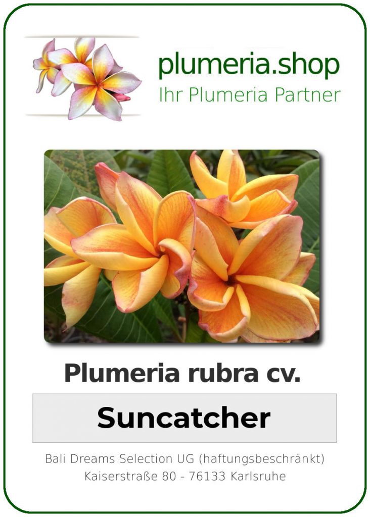 Plumeria rubra "Suncatcher"
