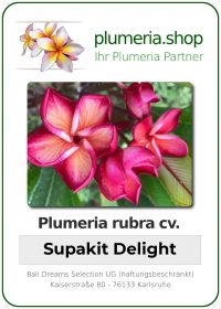 Plumeria rubra - "Supakit Delight"