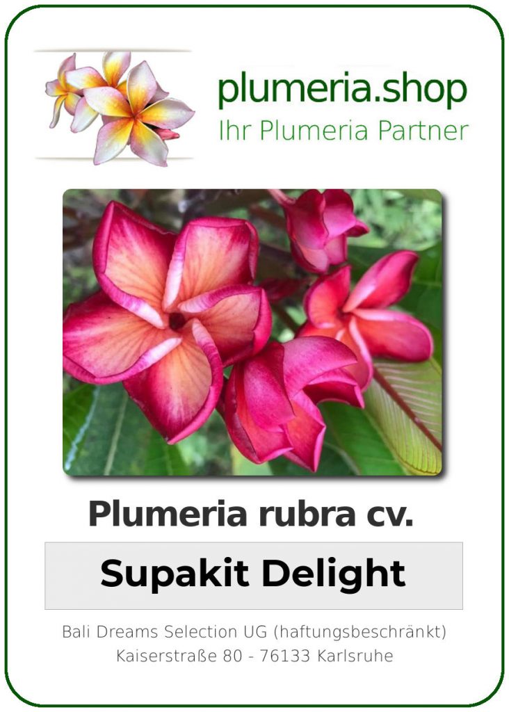 Plumeria rubra "Supakit Delight"