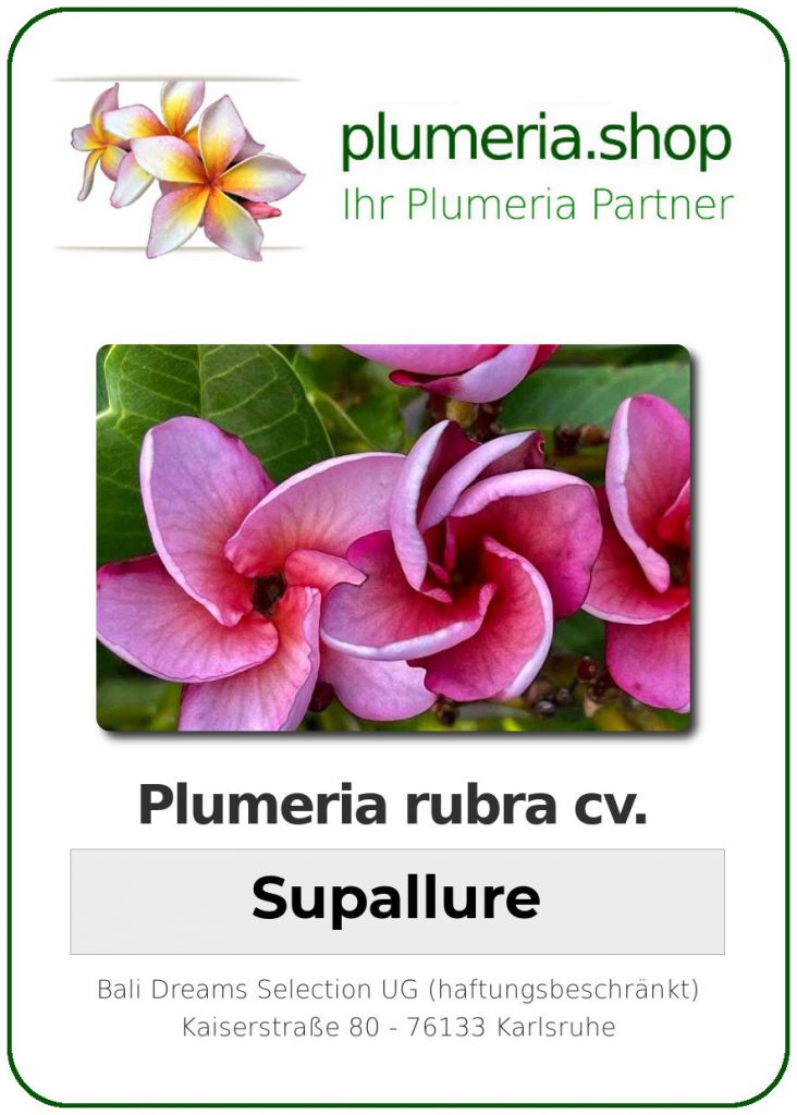 Plumeria rubra "Supallure"