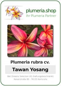 Plumeria rubra - "Tawan Yosang"