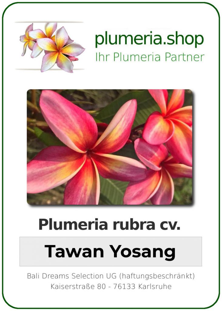 Plumeria rubra "Tawan Yosang"