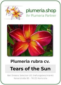 Plumeria rubra - "Tears of the Sun"