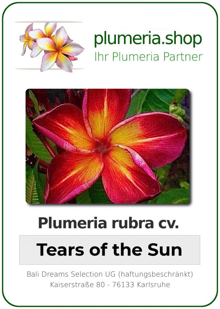 Plumeria rubra "Tears of the Sun"