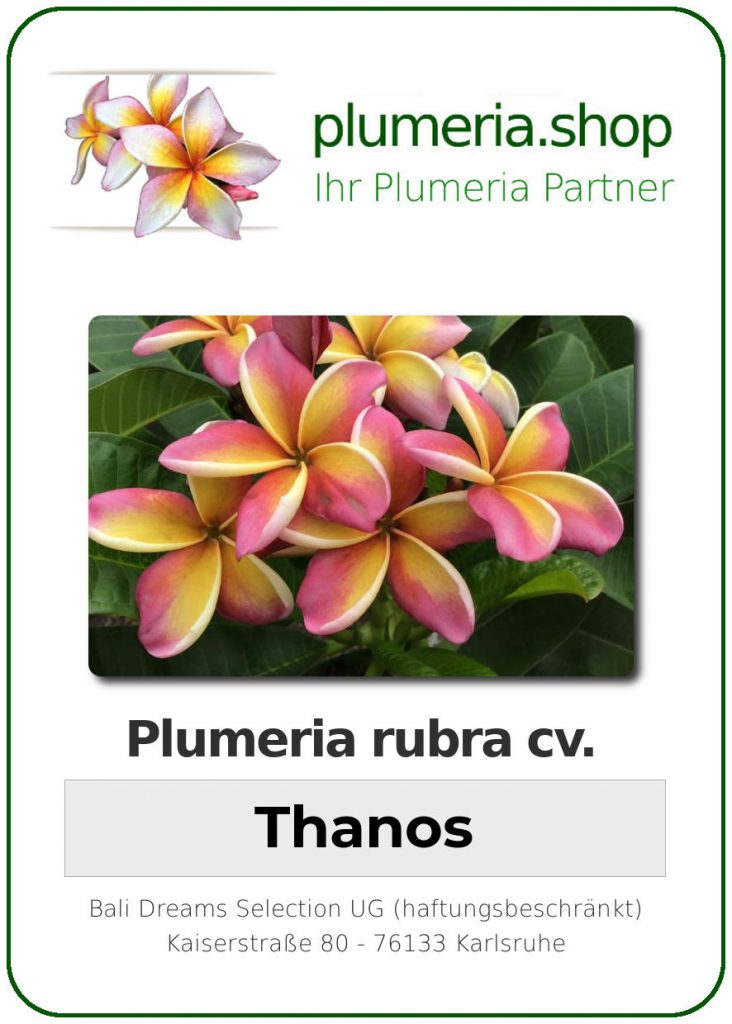 Plumeria rubra "Thanos"