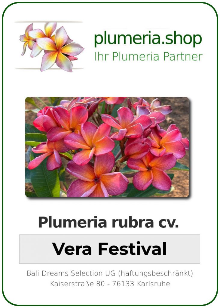 Plumeria rubra "Vera Festival"