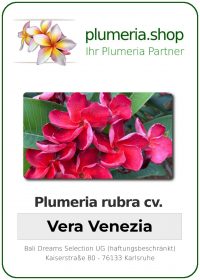Plumeria rubra - &quot;Vera Venezia&quot;