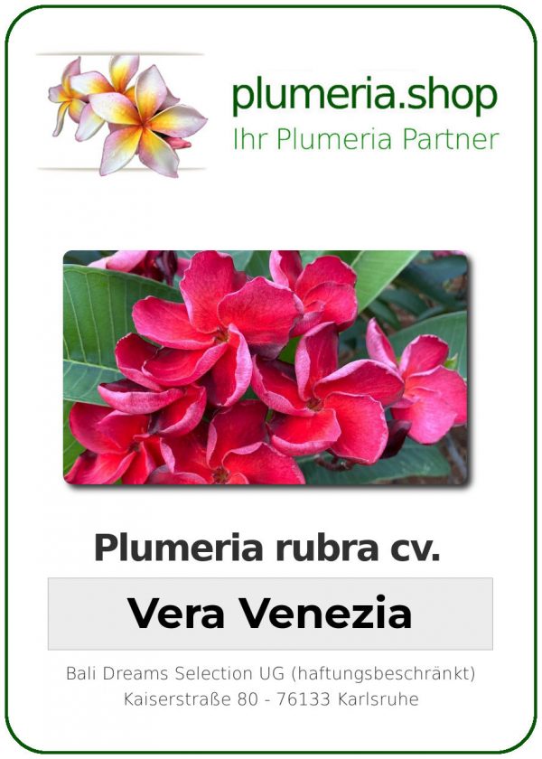 Plumeria rubra - "Vera Venezia"