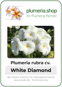 Plumeria rubra - "White Diamond"