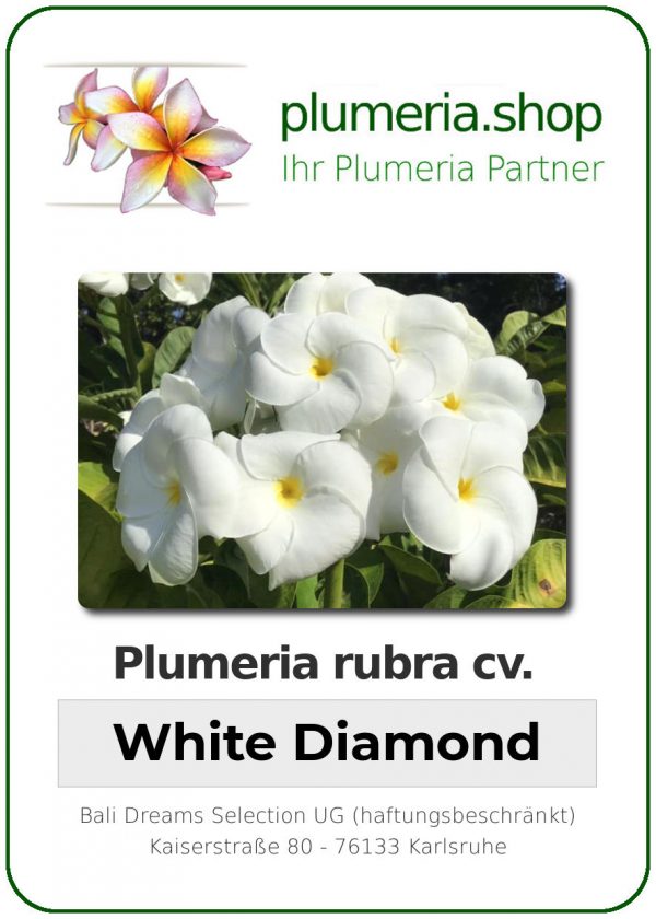 Plumeria rubra - "White Diamond"