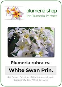 Plumeria rubra - &quot;White Swan Princess&quot;