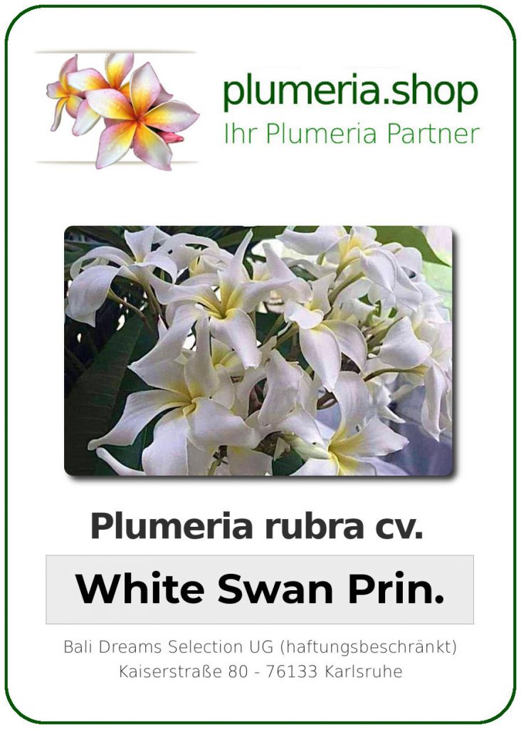 Plumeria rubra "White Swan Princess"