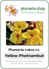 Plumeria rubra - "Yellow Phetnambut"