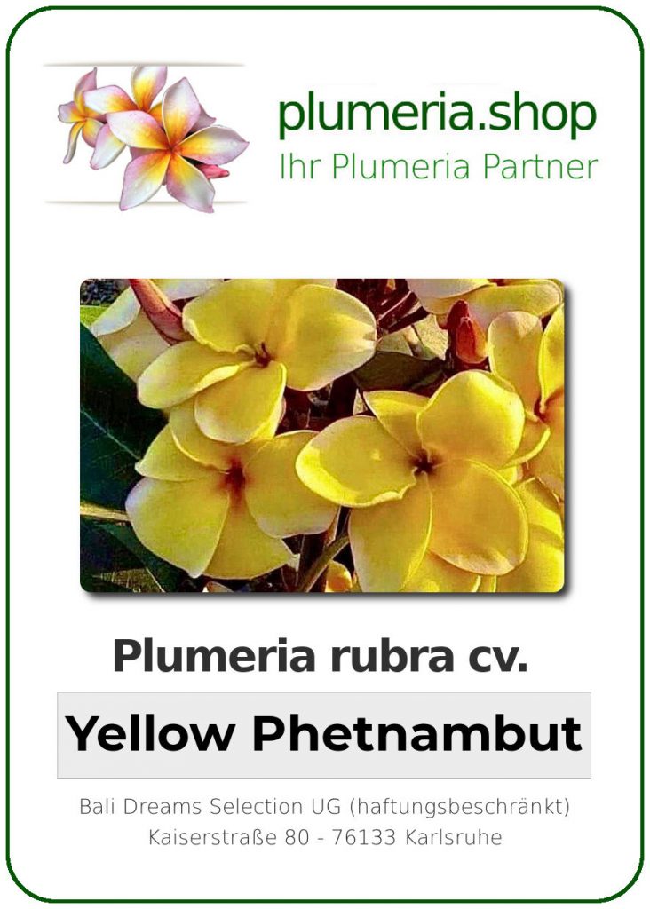 Plumeria rubra "Yellow Phetnambut"