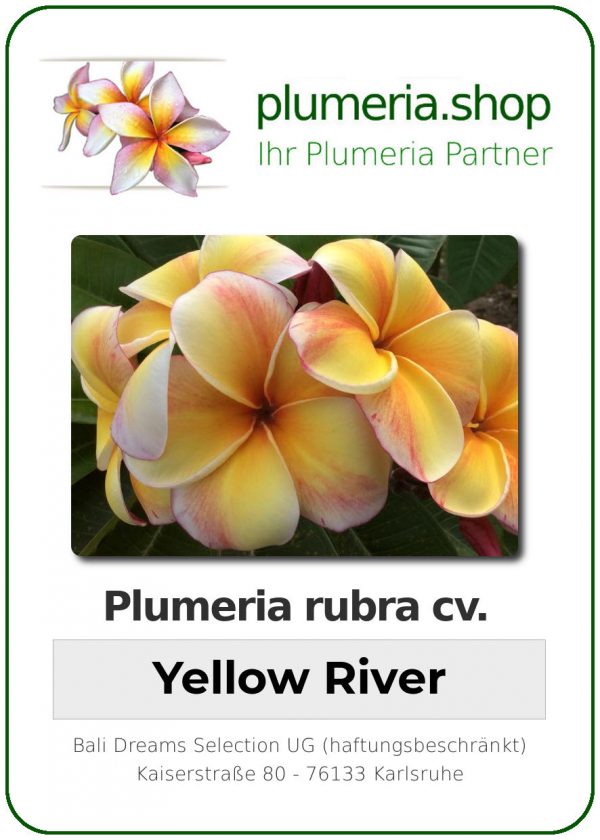 Plumeria rubra - "Yellow River"