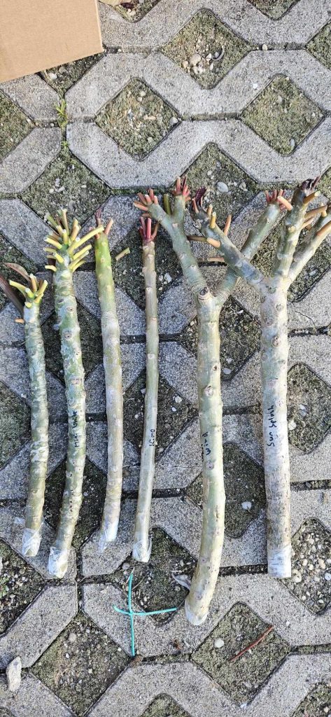 Plumeria rubra - Frisch geschnittene und versiegelte Stecklinge - versch. Sorten
