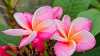 Plumeria rubra "Divine"