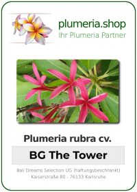 Plumeria rubra - &quot;BG The Tower&quot;
