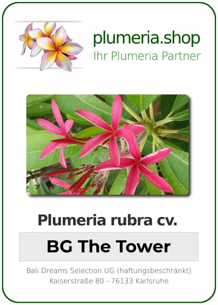 Plumeria rubra cv. "BG The Tower" - unbewurzelter Steckling