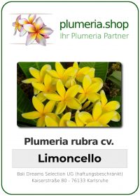Plumeria rubra - "Limoncello"