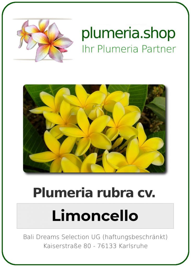 Plumeria rubra "Limoncello"