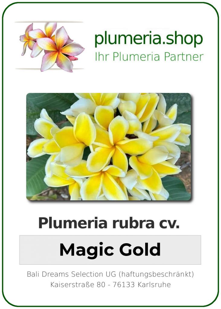 Plumeria rubra cv. "Magic Gold" - Steckling