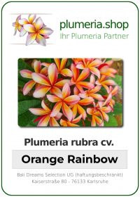 Plumeria rubra - "Orange Rainbow"