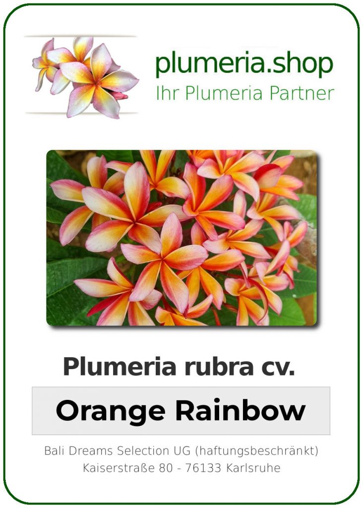 Plumeria rubra cv. "Orange Rainbow" - unbewurzelter Steckling