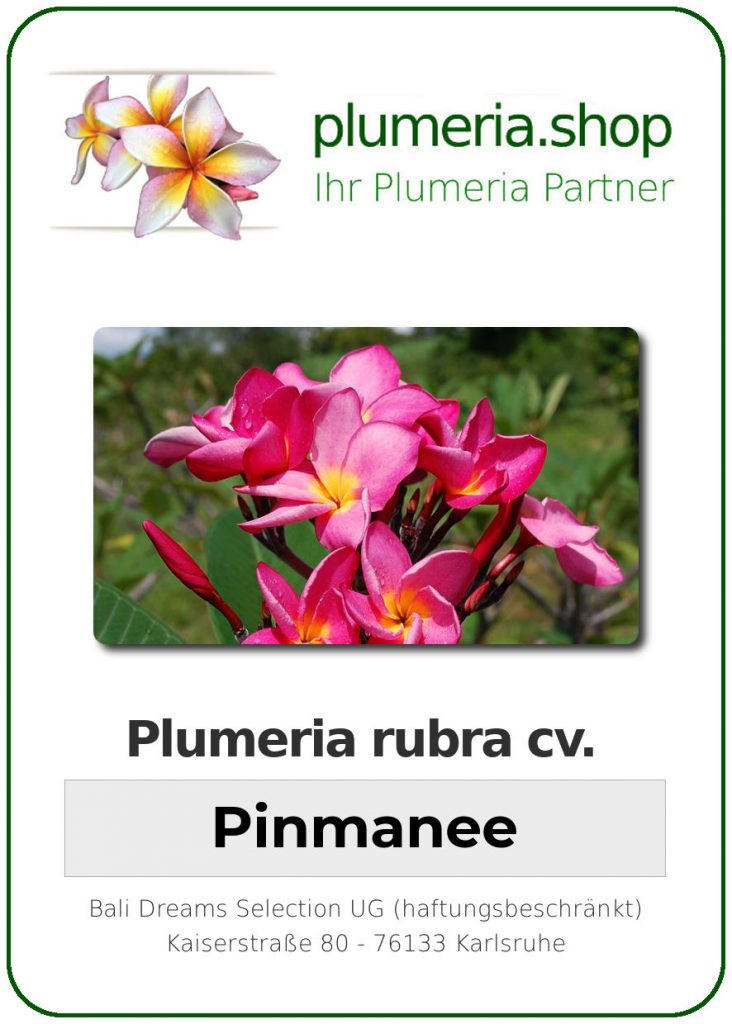 Plumeria rubra cv. "Pinmanee" - Steckling