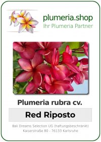 Plumeria rubra - "Red Riposto"