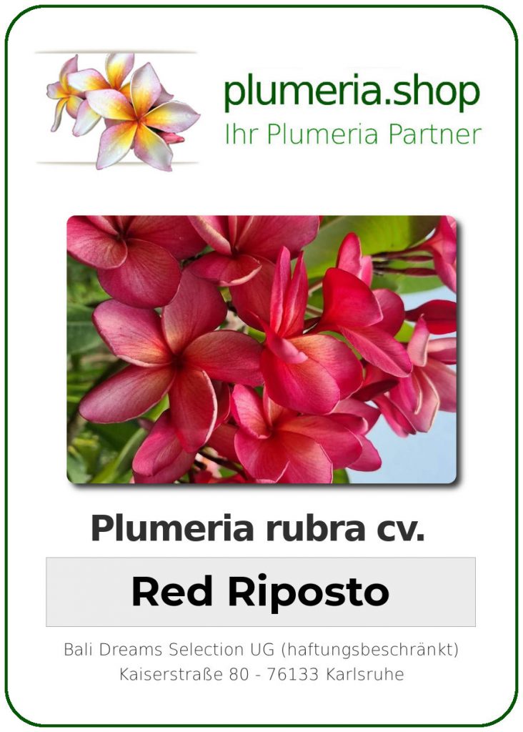 Plumeria rubra cv. "Red Riposto" - unbewurzelter Steckling