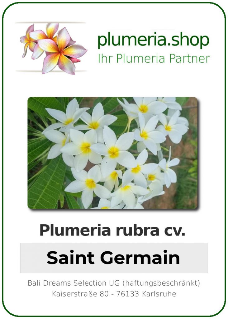 Plumeria rubra cv. "Saint Germain" - veredelter, bewurzelter Steckling