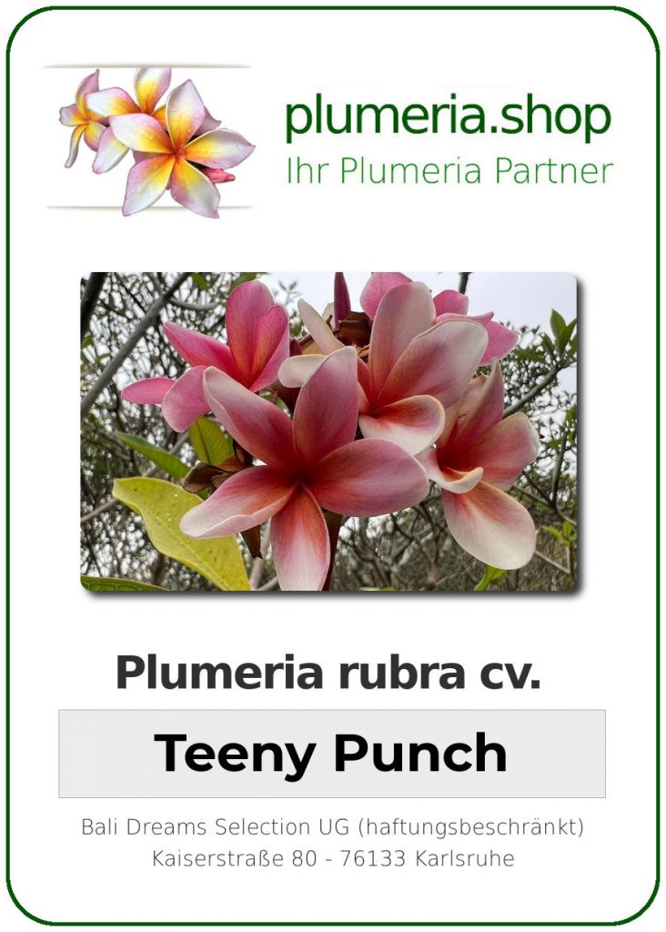 Plumeria rubra cv. "Tiny Punch" - Steckling