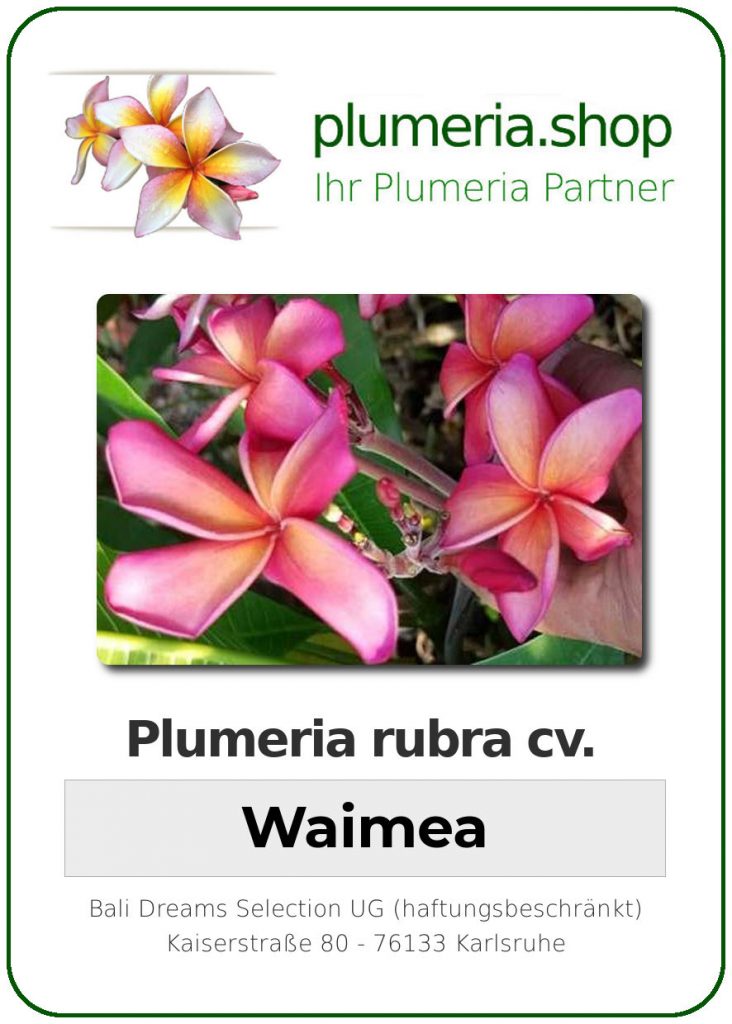 Plumeria rubra "Waimea"