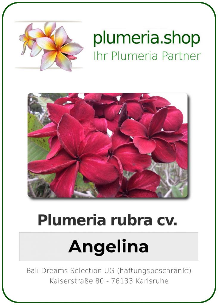 Plumeria rubra "Angelina"