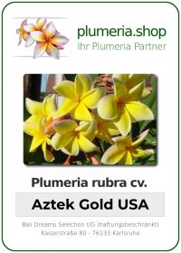Plumeria rubra - "Aztek Gold USA"